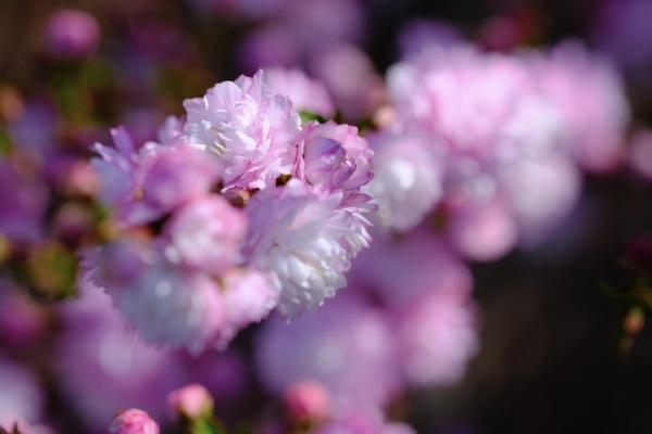 Captured 2025:04:11 09:11:10 <hr> X-T3 <br> XF80mmF2.8 R LM OIS WR Macro <hr> @ 80 mm - 1/340 sec, &fnof;/ 8.0, 320 ISO