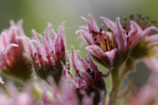 Captured 2025:07:03 09:54:12 <hr> X-T1 <br> XF60mmF2.4 R Macro <hr> @ 60 mm - 1/2000 sec, &fnof;/ 2.4, 400 ISO