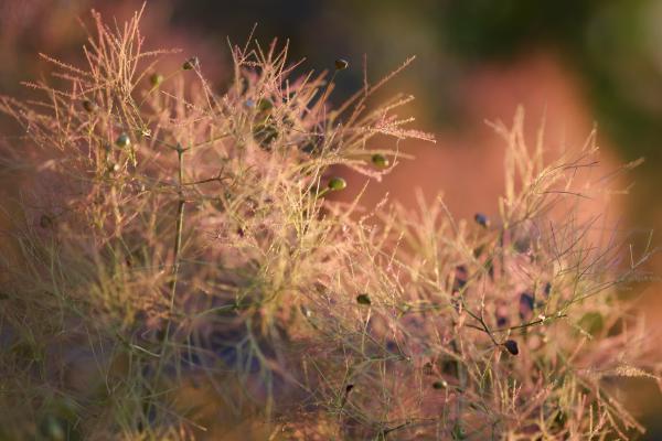 Captured 2025:06:30 19:50:48 <hr> X-T1 <br> XF60mmF2.4 R Macro <hr> @ 60 mm - 1/125 sec, &fnof;/ 2.4, 250 ISO