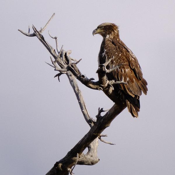 Captured 2024:02:14 15:51:52 <hr> X-T3 <br> XF100-400mmF4.5-5.6 R LM OIS WR <hr> @ 386 mm - 1/1000 sec, &fnof;/ 5.6, 320 ISO