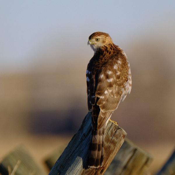 Captured 2024:02:23 16:45:27 <hr> X-T3 <br> XF100-400mmF4.5-5.6 R LM OIS WR <hr> @ 400 mm - 1/800 sec, &fnof;/ 5.6, 320 ISO