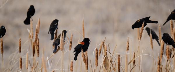 Captured 2024:02:06 16:53:44 <hr> X-T3 <br> XF100-400mmF4.5-5.6 R LM OIS WR <hr> @ 386 mm - 1/500 sec, &fnof;/ 5.6, 2500 ISO